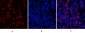 MyD88 Polyclonal Antibody